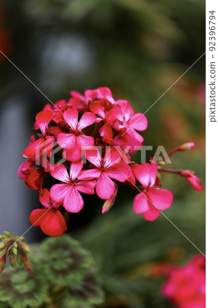 Geranium that colors the street corner Geranium that colors the street corner 92396794