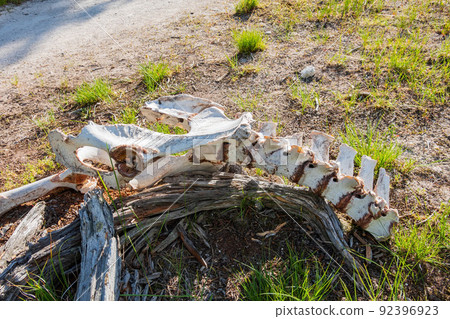Close up shot of white bison bone 92396923