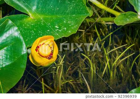 Close up shot of the lily blossom in Lily Pond Close up shot of the lily blossom in Lily Pond 92396939
