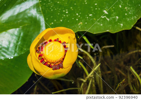 Close up shot of the lily blossom in Lily Pond Close up shot of the lily blossom in Lily Pond 92396940