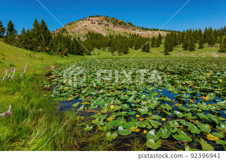 Sunny view of the landscape of Lily Pond 92396941