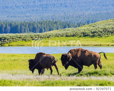 Close up shot of a wild bison eating grass in Yellowstone National Park 92397071