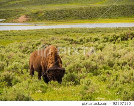 Close up shot of a wild bison eating grass in Yellowstone National Park 92397150