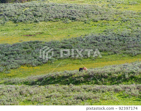 Close up shot of a wild bison eating grass in Yellowstone National Park 92397174