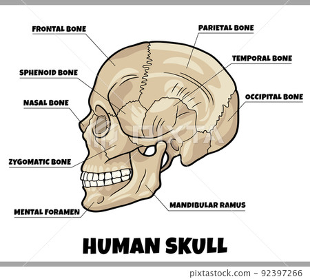 human skull bones anatomy diagram illustration human skull bones anatomy diagram illustration 92397266
