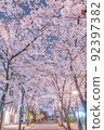 [Kyoto] Gion Shirakawa Night Cherry Blossoms 92397382