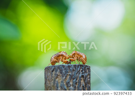 夏季蟬殼圖片 92397433