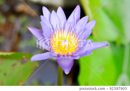 lotus or purple lotus or Water Lily or Nymphaea lotus. lotus or purple lotus or Water Lily or Nymphaea lotus. 92397903
