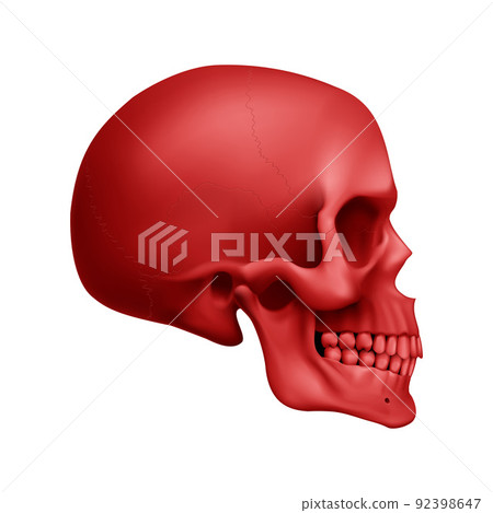 Human Skull 92398647