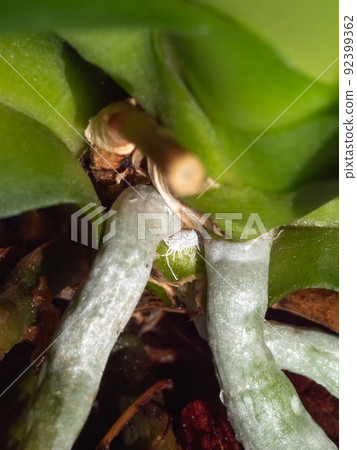 Vertical view of mealybug on orchid roots, close up. 92399362