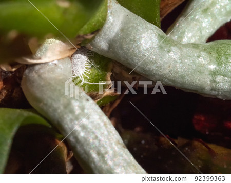 Selective focus of mealybug on orchid roots, close up Selective focus of mealybug on orchid roots, close up 92399363