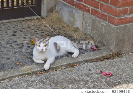 Gogo Island stray cat Ehime 92399438