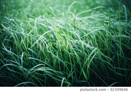 Weed image 92399606