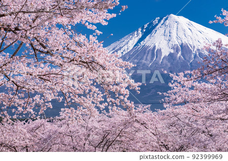 “靜岡縣”富士山和櫻花盛開 92399969