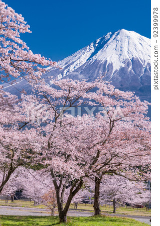 “靜岡縣”富士山和櫻花盛開 92399978