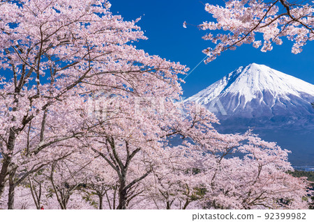 “靜岡縣”富士山和櫻花盛開 “靜岡縣”富士山和櫻花盛開 92399982