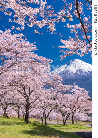 “靜岡縣”富士山和櫻花盛開 “靜岡縣”富士山和櫻花盛開 92399983