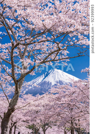 << Shizuoka Prefecture >> Mt. Fuji and cherry blossoms in full bloom 92399993