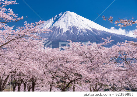 << Shizuoka Prefecture >> Mt. Fuji and cherry blossoms in full bloom 92399995