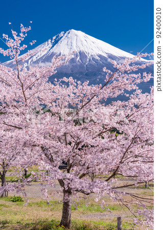 “靜岡縣”富士山和櫻花盛開 “靜岡縣”富士山和櫻花盛開 92400010