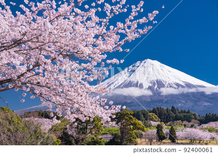 “靜岡縣”富士山和櫻花盛開 92400061