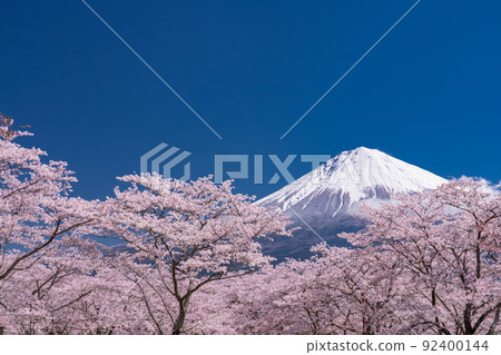 << Shizuoka Prefecture >> Mt. Fuji and cherry blossoms in full bloom 92400144