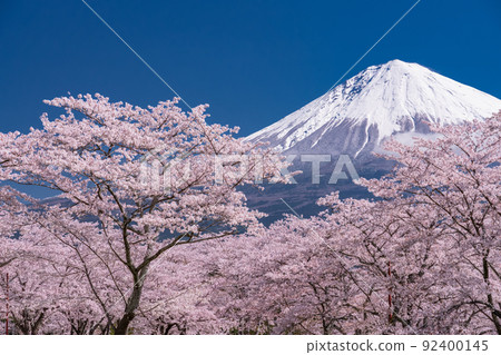 << Shizuoka Prefecture >> Mt. Fuji and cherry blossoms in full bloom 92400145