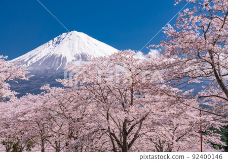 << Shizuoka Prefecture >> Mt. Fuji and cherry blossoms in full bloom 92400146