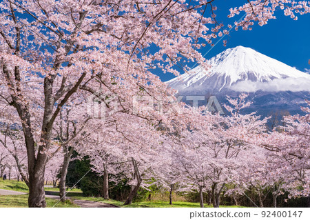 << Shizuoka Prefecture >> Mt. Fuji and cherry blossoms in full bloom 92400147