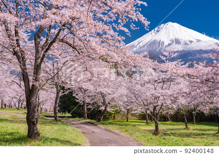 << Shizuoka Prefecture >> Mt. Fuji and cherry blossoms in full bloom 92400148
