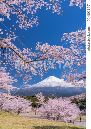 << Shizuoka Prefecture >> Mt. Fuji and cherry blossoms in full bloom << Shizuoka Prefecture >> Mt. Fuji and cherry blossoms in full bloom 92400167
