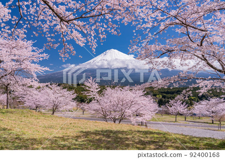 << Shizuoka Prefecture >> Mt. Fuji and cherry blossoms in full bloom << Shizuoka Prefecture >> Mt. Fuji and cherry blossoms in full bloom 92400168
