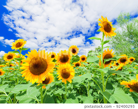 [夏天] 藍天下盛開的向日葵花 92400293