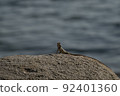Singaporean animal Gliding lizard 92401360