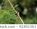 Singaporean animal Gliding lizard 92401361