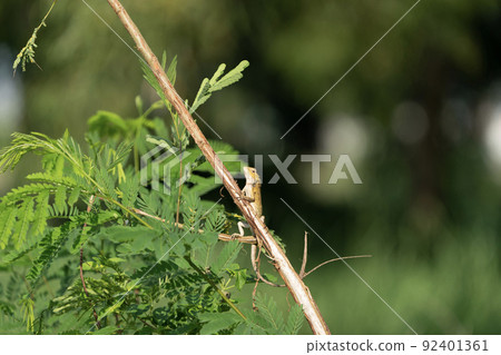 Singaporean animal Gliding lizard Singaporean animal Gliding lizard 92401361