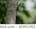 Singaporean animal Gliding lizard 92401362