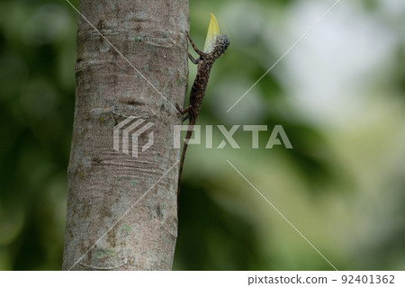 Singaporean animal Gliding lizard Singaporean animal Gliding lizard 92401362