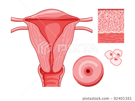 Female reproductive system with cels and parts Frontal view in a cut. Human anatomy internal organs location scheme Female reproductive system with cels and parts Frontal view in a cut. Human anatomy internal organs location scheme 92401381
