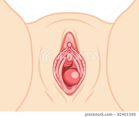 Bartholin's cyst gland Female reproductive system uterus. Front view. Human Surface anatomy of perineum external organs 92401389