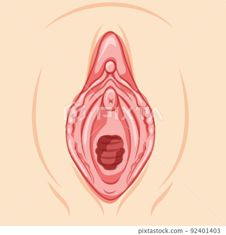 Hymenoplasty before reproductive system uterus. Front view Hymen repair restoration revirginization. Human Surface 92401403