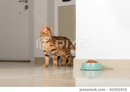 Bengal cat peeks around the corner, looks at a bowl of food, against the background of the room. Bengal cat peeks around the corner, looks at a bowl of food, against the background of the room. 92402910