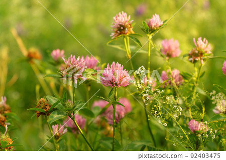 Red clover or Trifolium pratense inflorescence, close up. Purple meadow trefoil. Selective focus 92403475