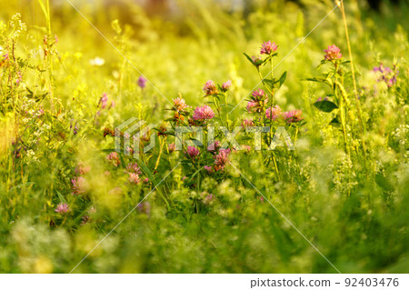 Red clover or Trifolium pratense inflorescence, close up. Purple meadow trefoil. Selective focus Red clover or Trifolium pratense inflorescence, close up. Purple meadow trefoil. Selective focus 92403476