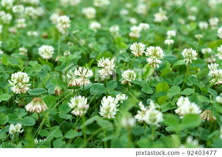 Flowers of white clover Trifolium repens.The plant is edible, medicinal. Grown as a fodder plant. 92403477
