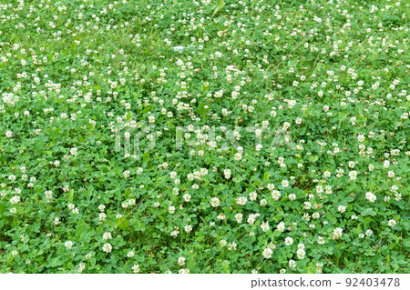 Flowers of white clover Trifolium repens.The plant is edible, medicinal. Grown as a fodder plant. 92403478