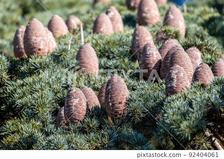 Close-up of female cone on branch of Cedar Tree Cedrus libani or Lebanon Cedar. Selective focus. Copy space. The concept of calmness, silence and unity with nature. 92404061