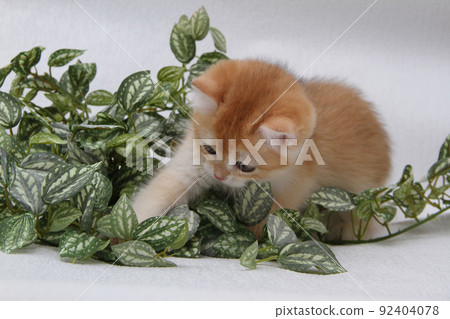 British shorthair kitten of golden color on white background and green leaves. Cute red chinchilla kitten. Pets at cozy home. Top down view web banner. Funny adorable pets cats. Postcard concept. 92404078