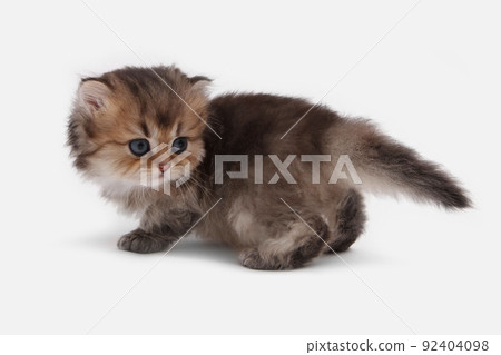 British longhair kitten on white background with green leaves. Golden chinchilla highlander. Cute fluffy kitten . Pets at cozy home. Top view web banner. Funny adorable pets cats. Postcard concept. 92404098
