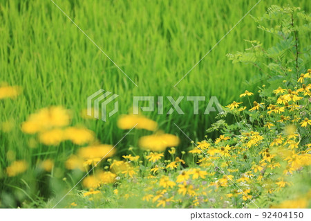 Summer landscape on the roadside, rice fields and yellow flowers 92404150